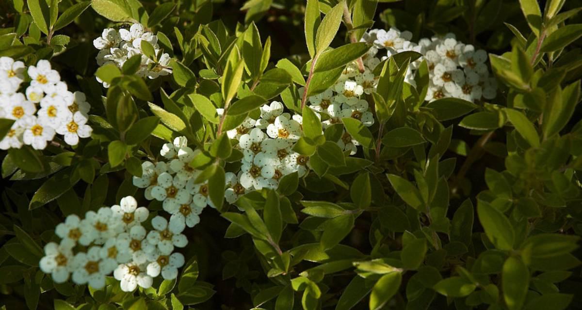 Spirea arbustos con flores blancas