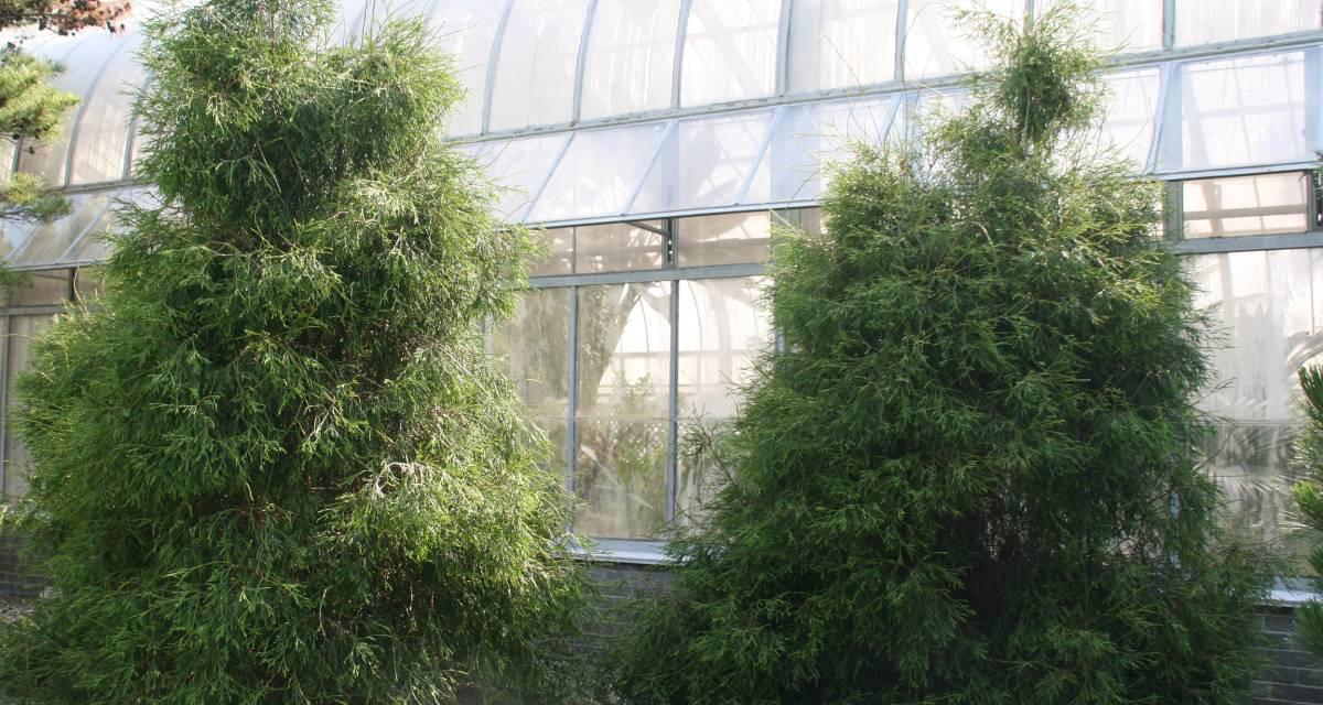 Thuja occidentalis filiformis