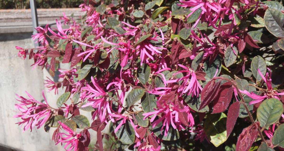 Loropetalum Loropetalum chinense