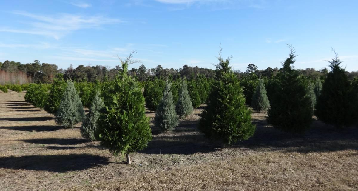 Cupressus × leylandii