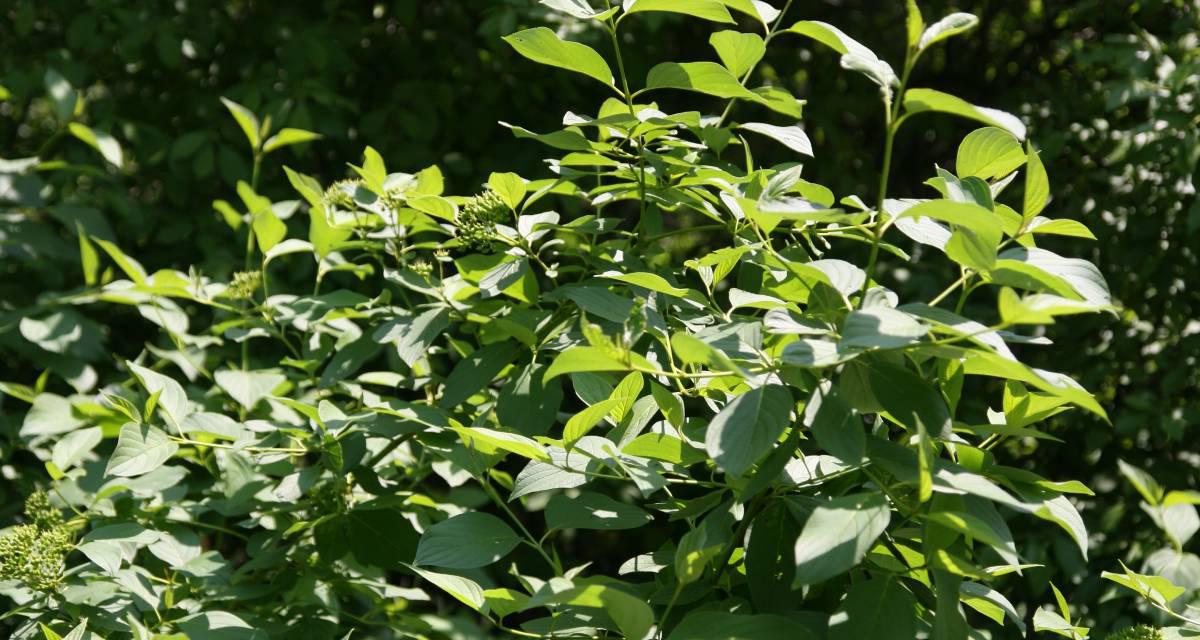 Arbusto Cornus sericea