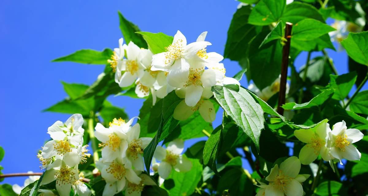 Philadelphus coronarius