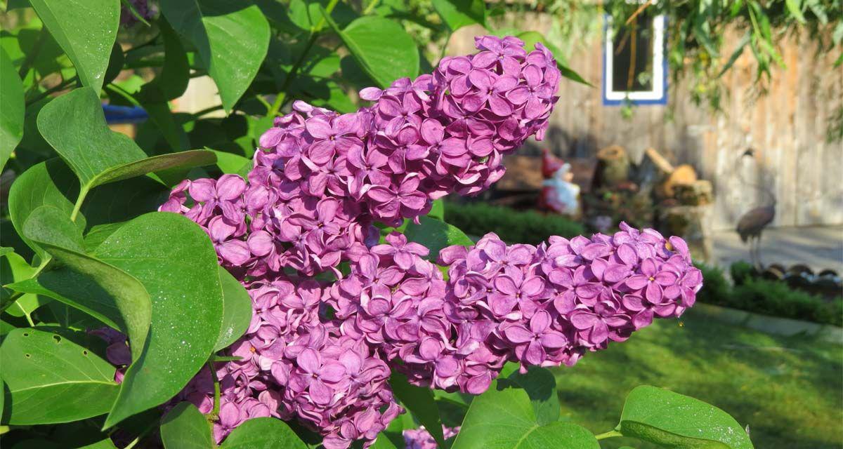 Lila comun Syringa vulgaris