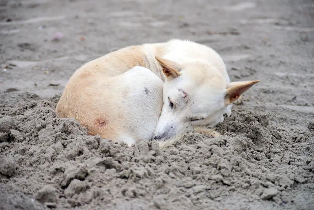 perro arena playa