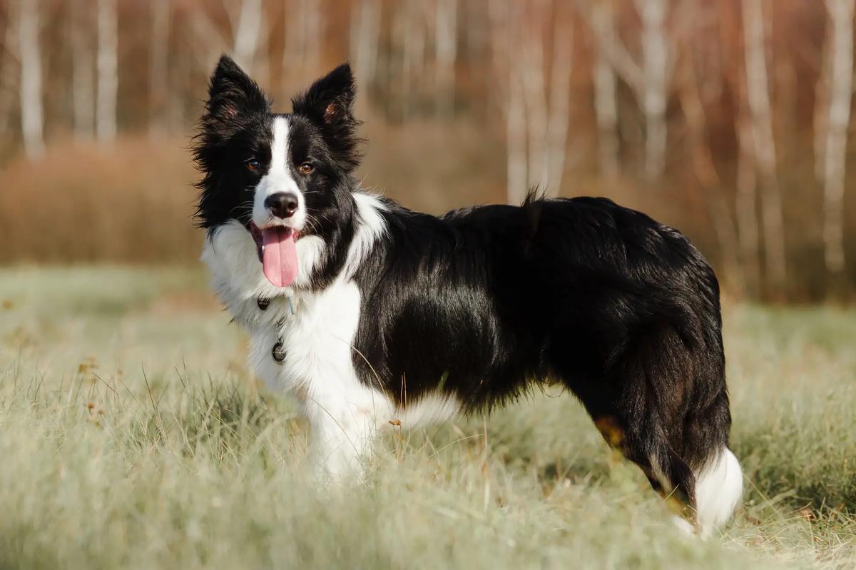 caracteristicas border collie