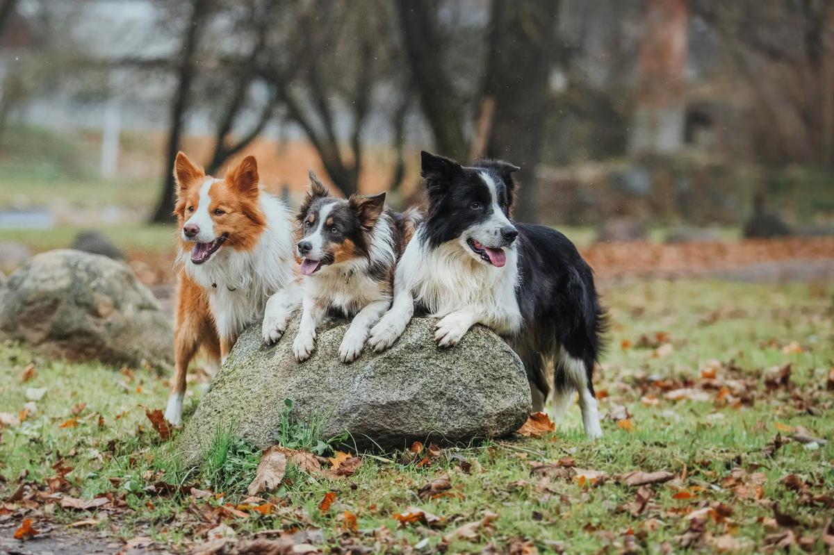 socializacion border collie