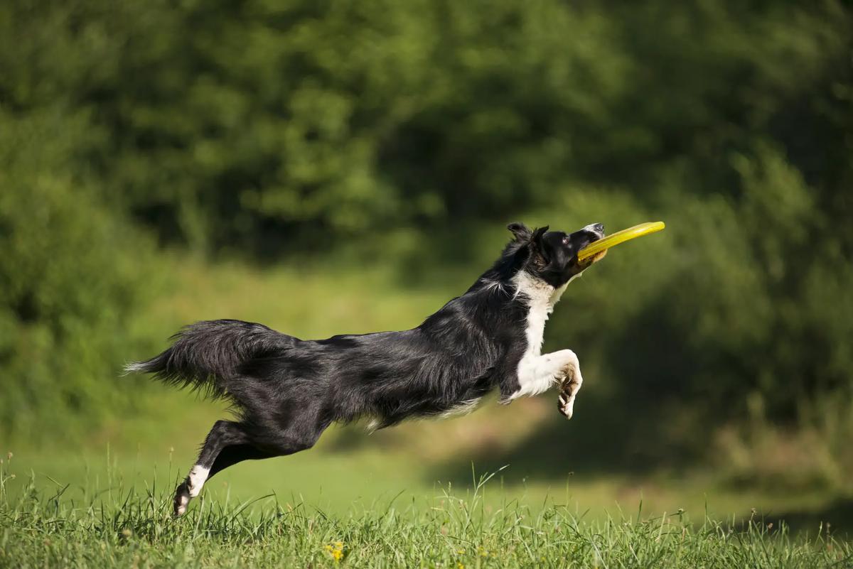 entrenamiento border collie