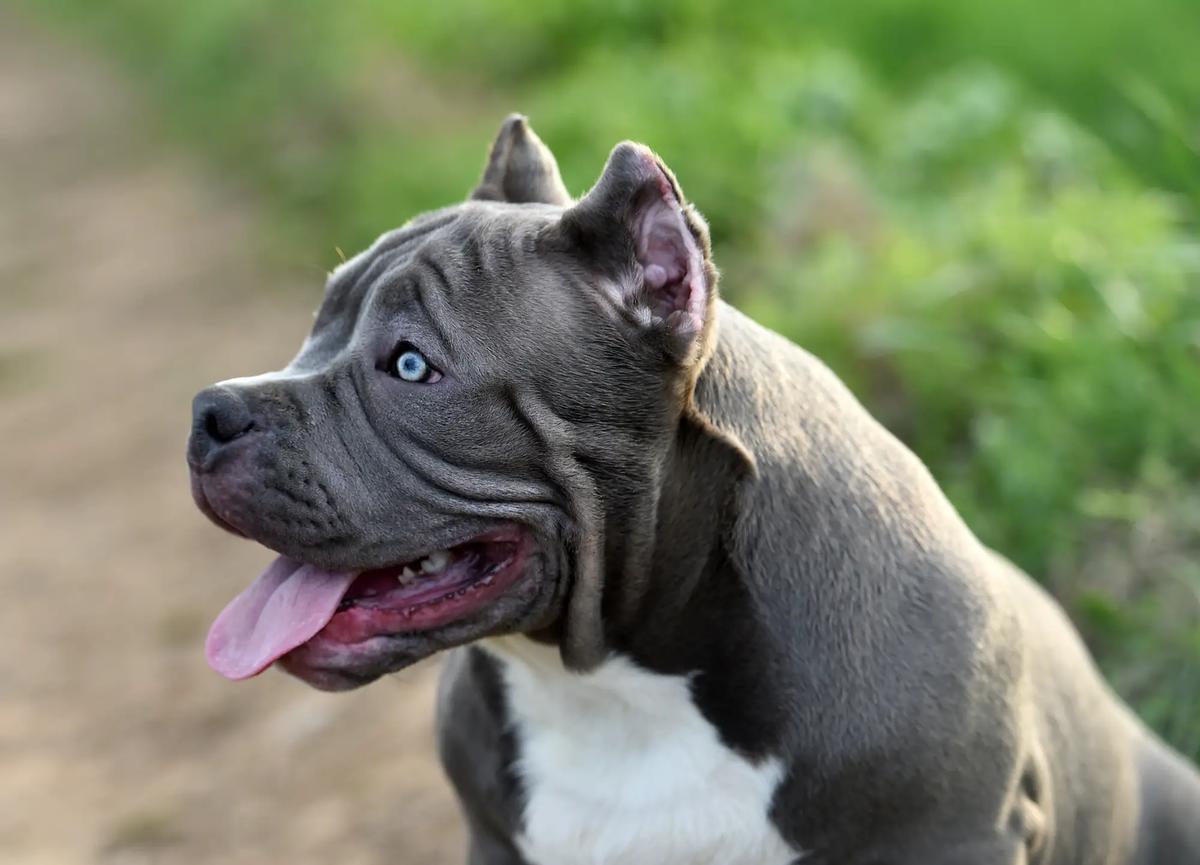 personalidad american bully