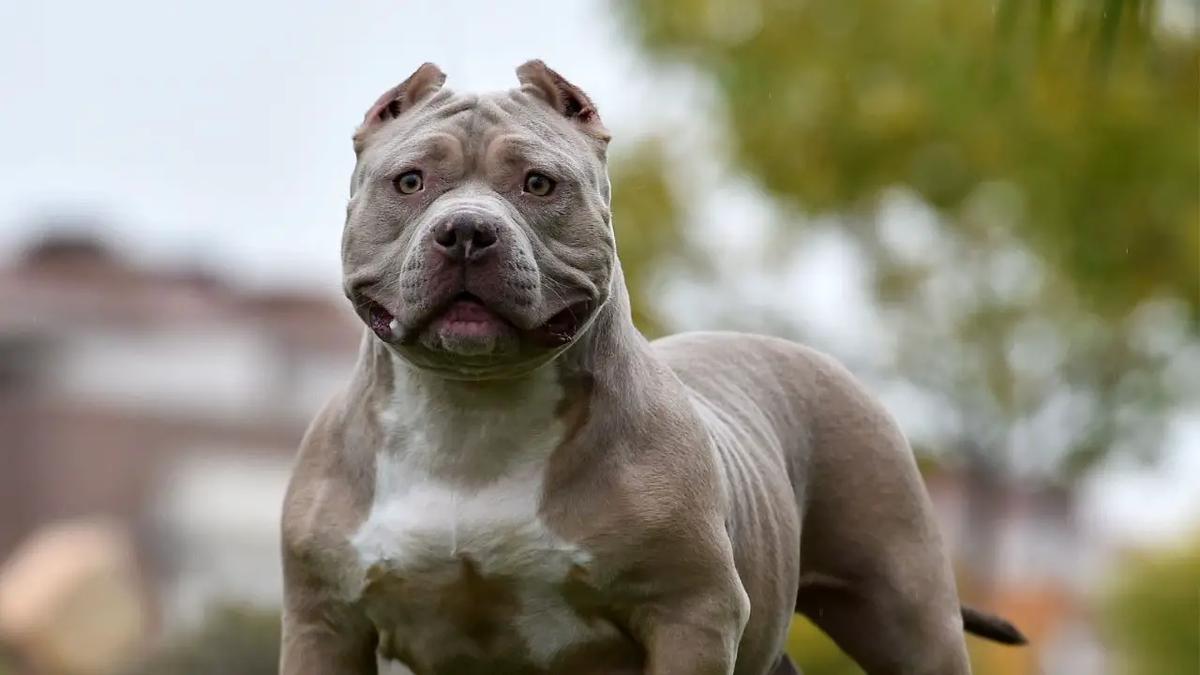 dieta barf american bully