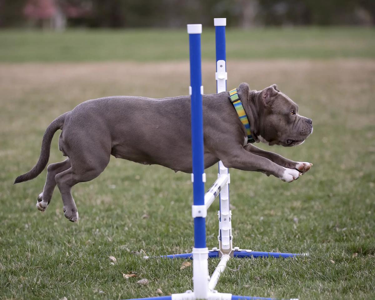 american bully saltando