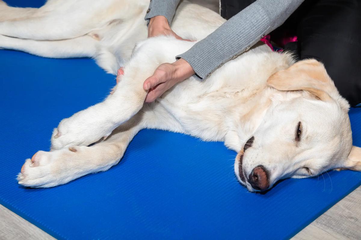 masaje para perros pectoral
