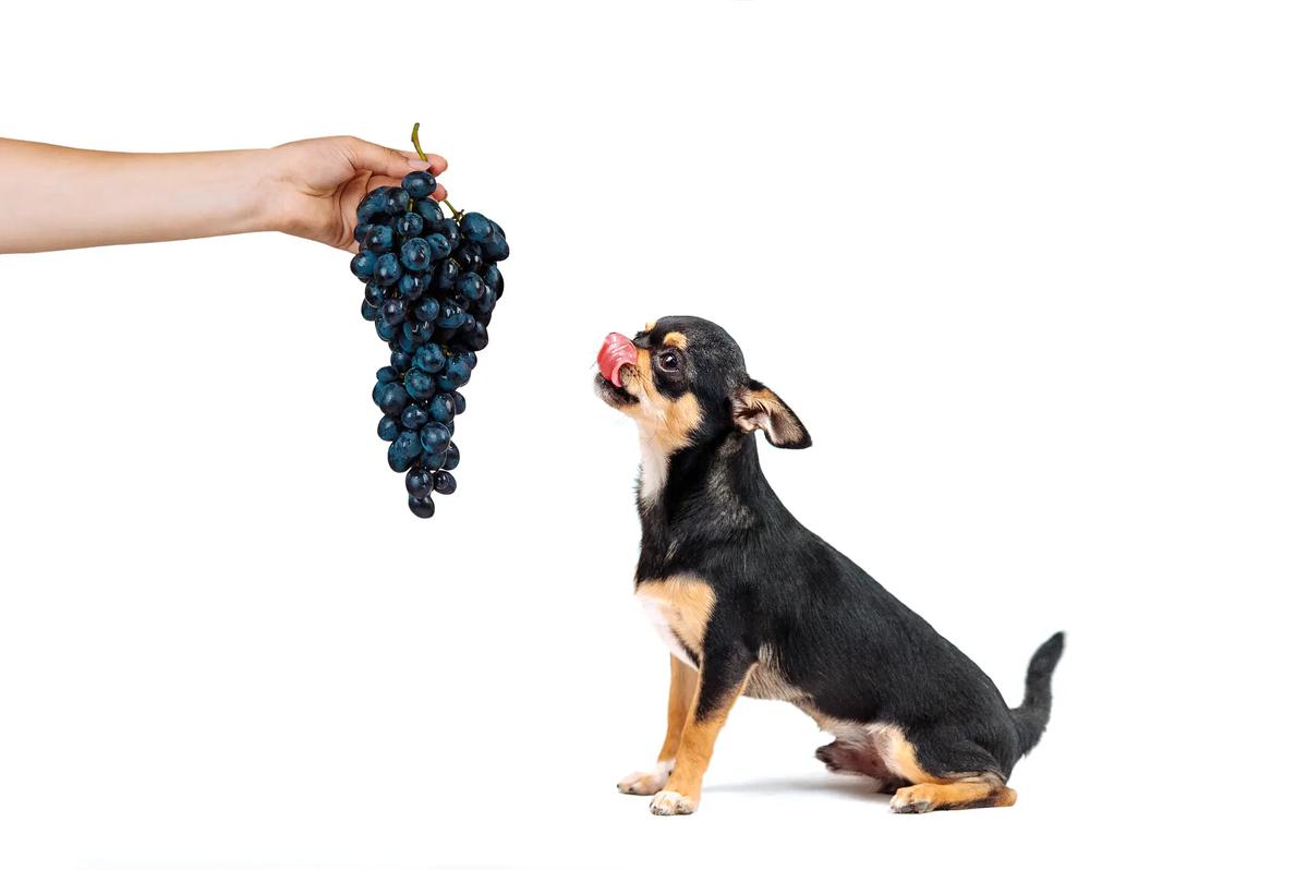 perros no deben comer uvas