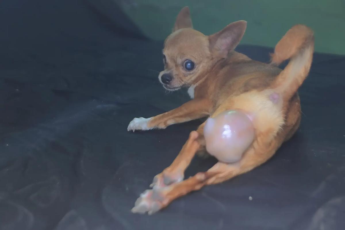 parto perra chihuahua