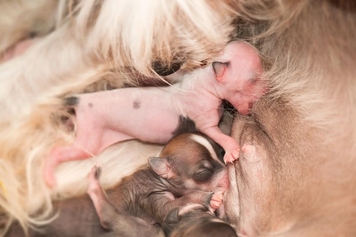 parto cachorros