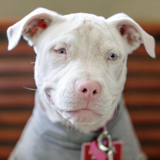 american pitbull terrier