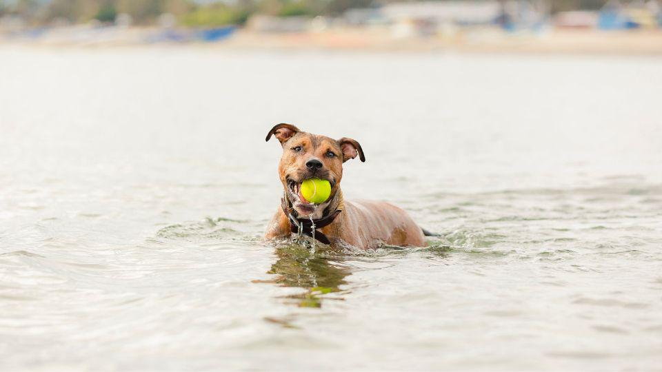 mejores playas para perros