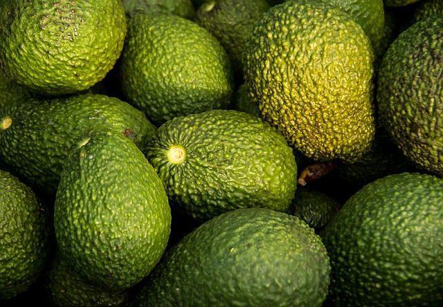 Aguacate Hass y fuerte, diferencias