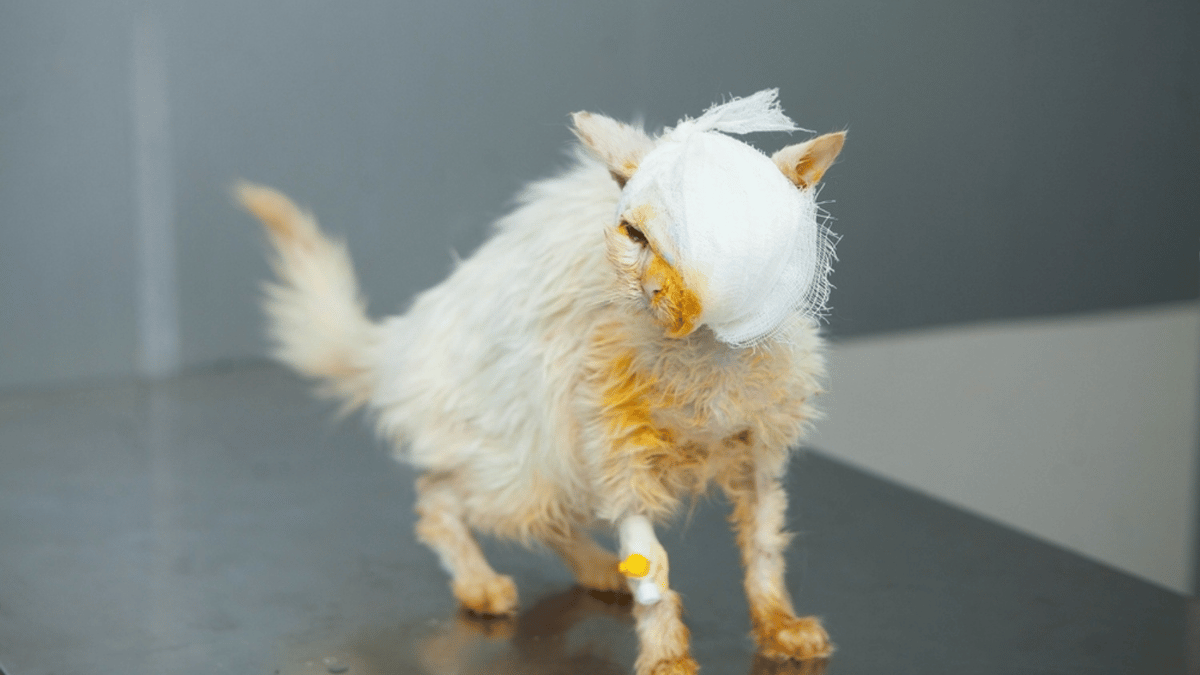 gato con leucemia felina