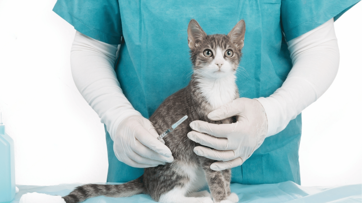 vacuna contra la leucemia