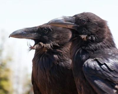 Huginn y Muninn, los Cuervos de Odín