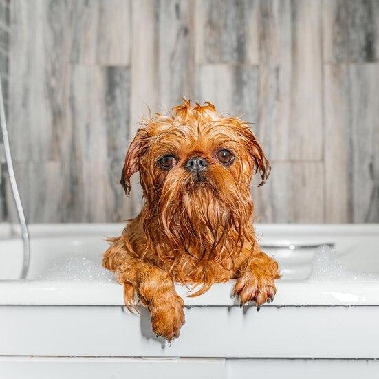 PERRO EN LA BAÑERA MOJADO PEQUEÑO CON ESPUMA 