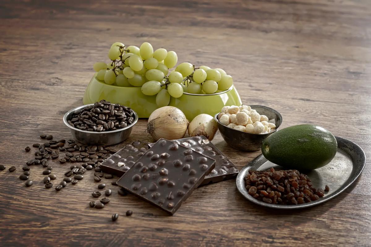 alimentos venenosos para perros