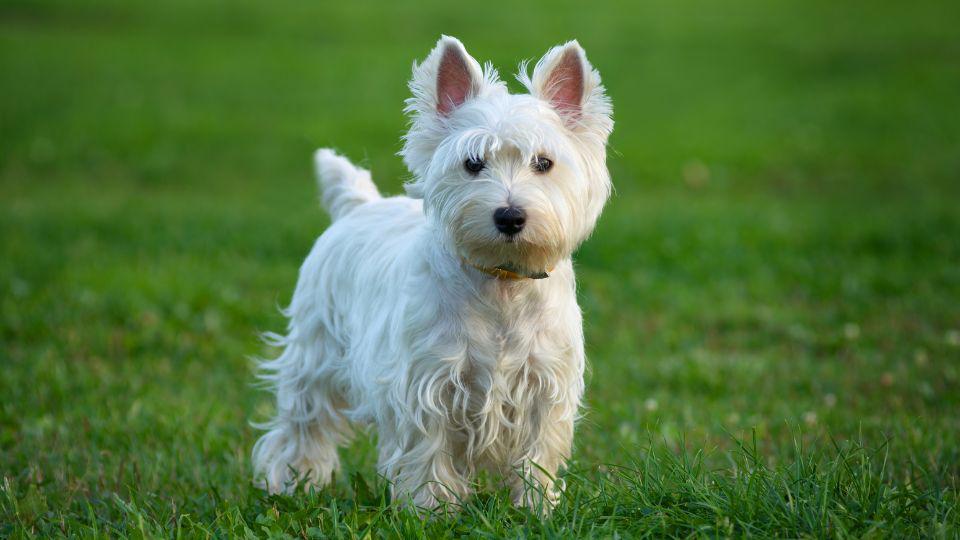 dificultad respiratoria en perros