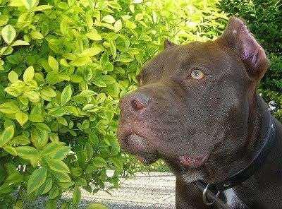 Perro guardián ¿Son peligrosos?