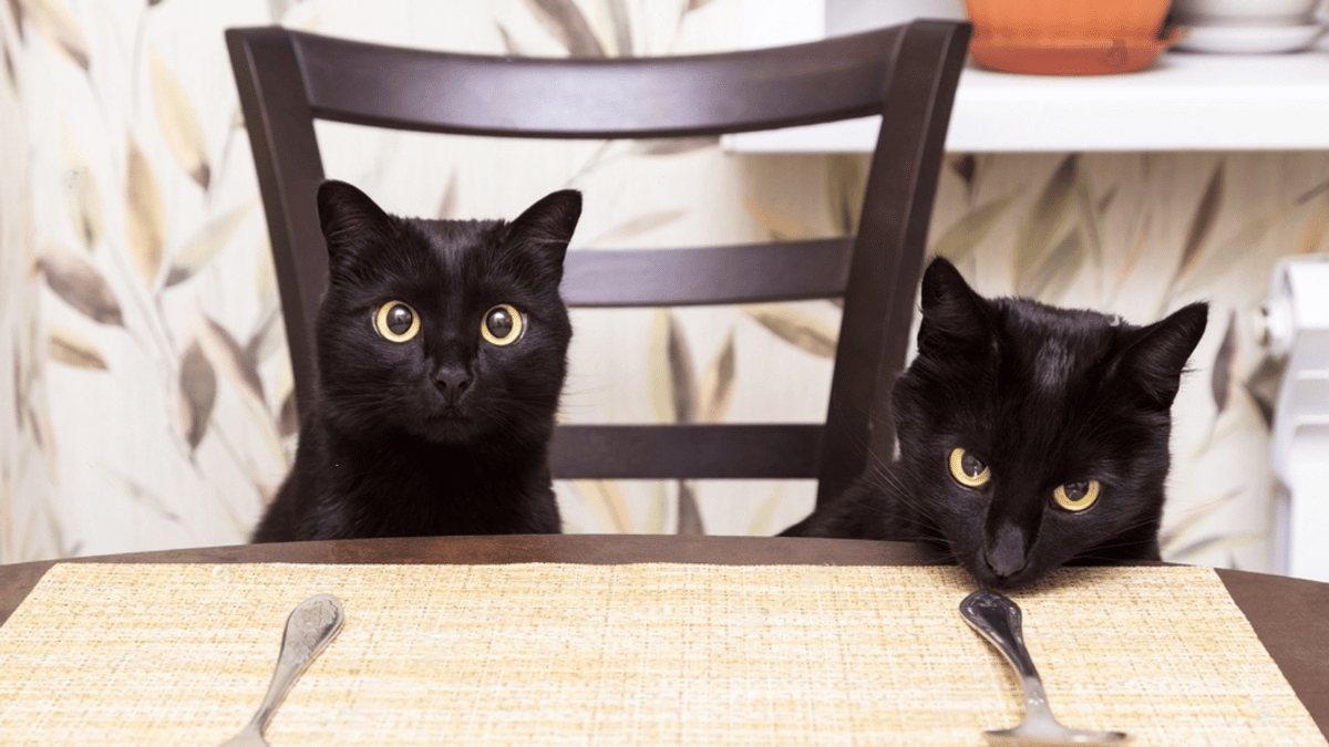 gatos bombay en la mesa