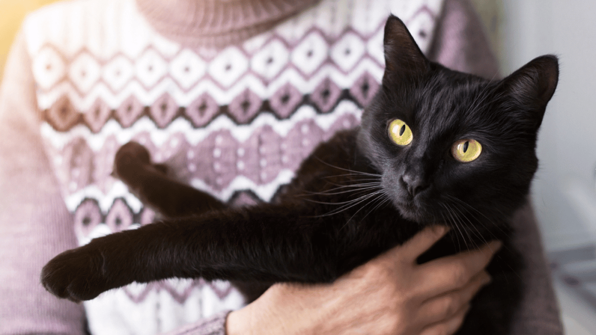 gato bombay en brazos