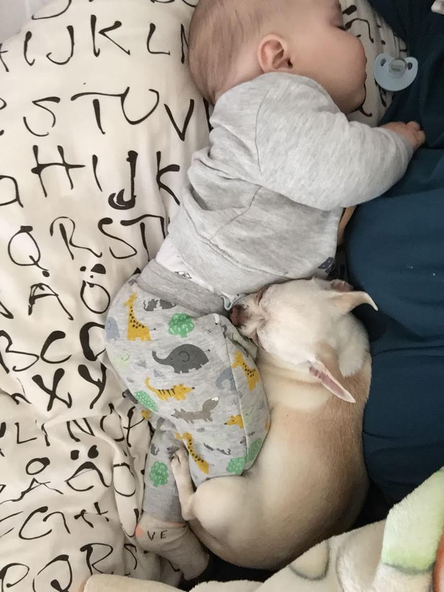 niños y mascotas pueden dormir juntos