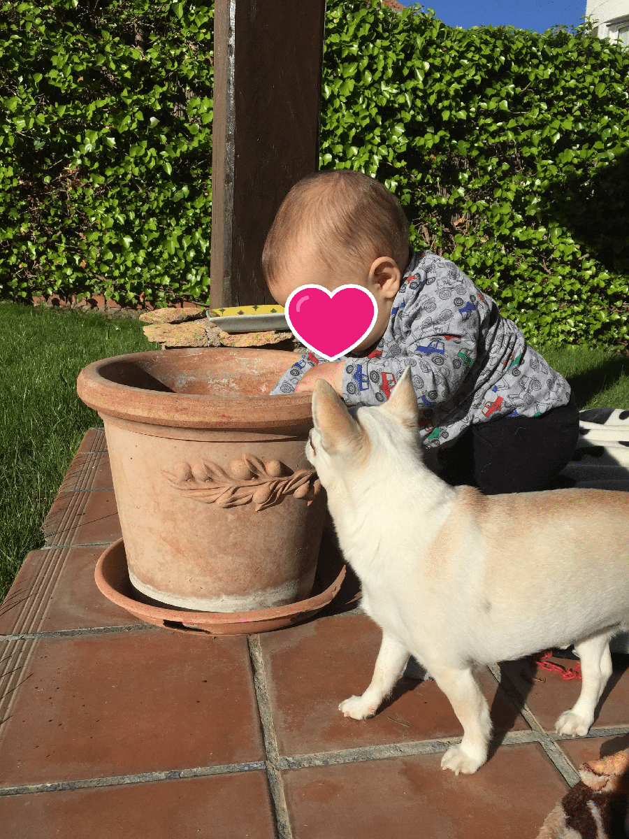 juego entre mascotas y niños