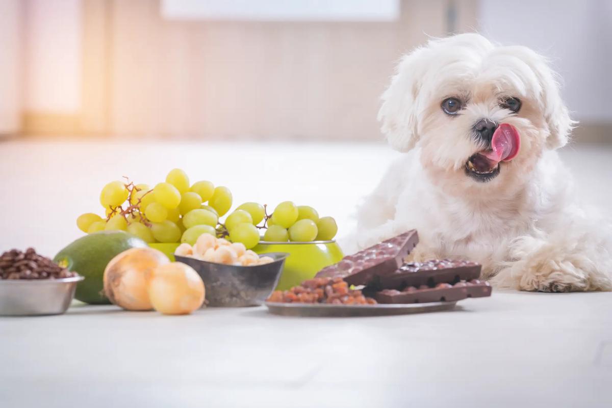 ¿los perros pueden comer cebollas?