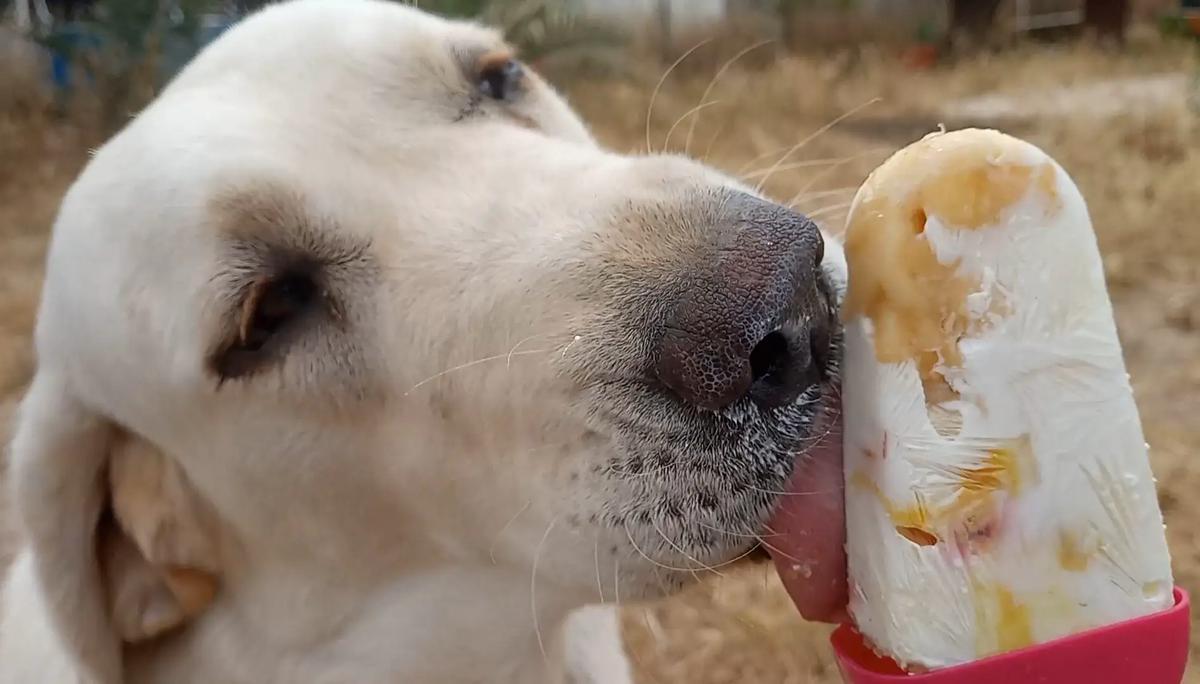 helados aptos para perros