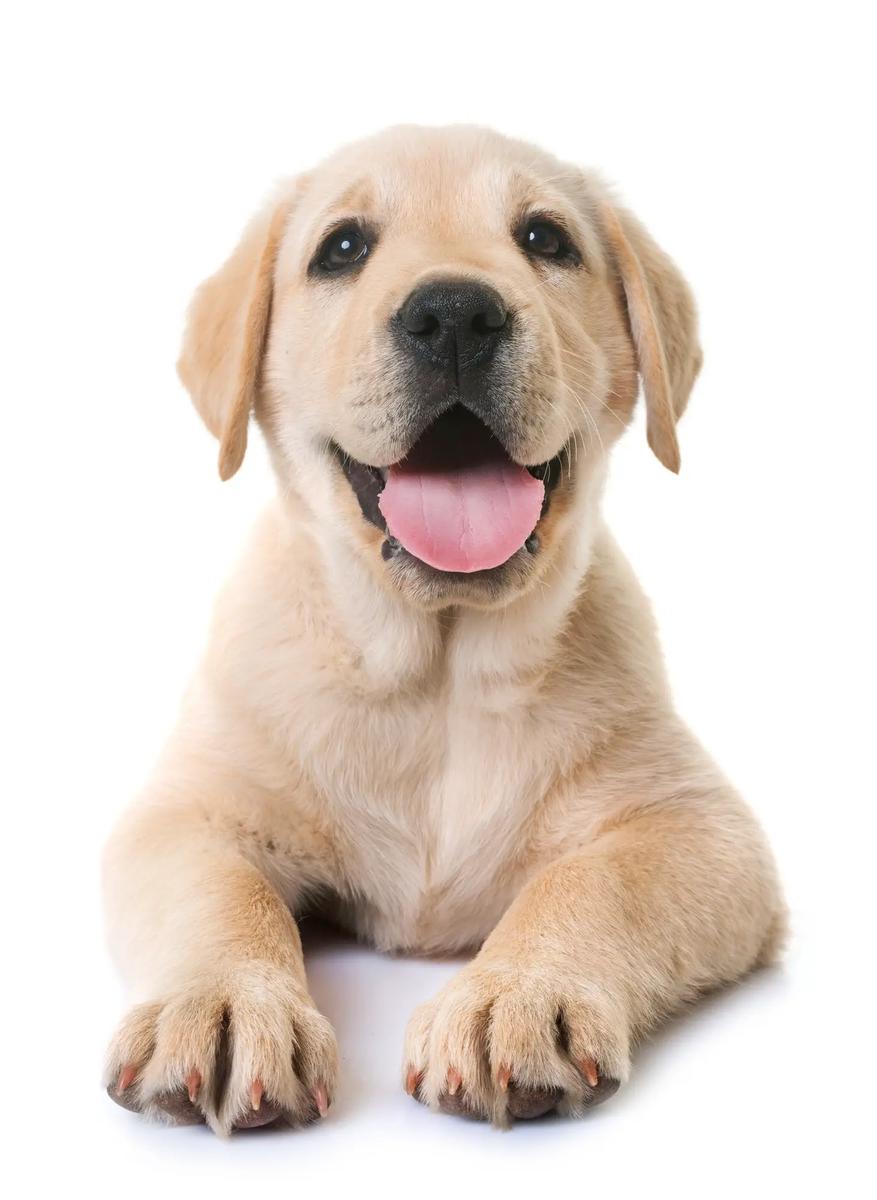 labrador retriever feliz