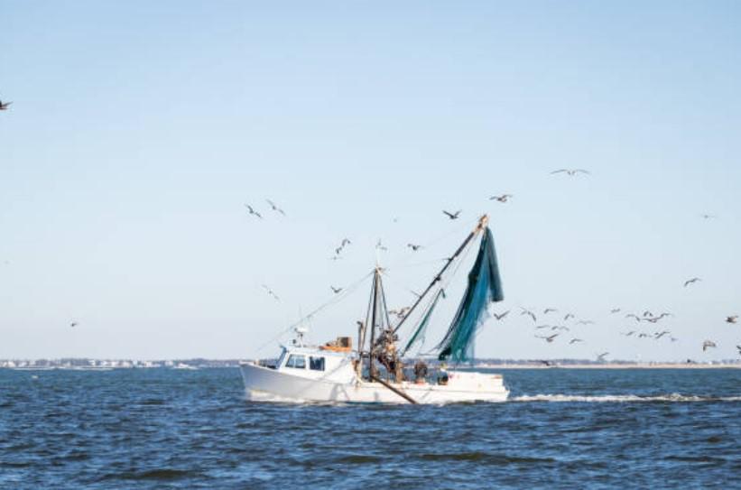 cogiendo gambas en alta mar