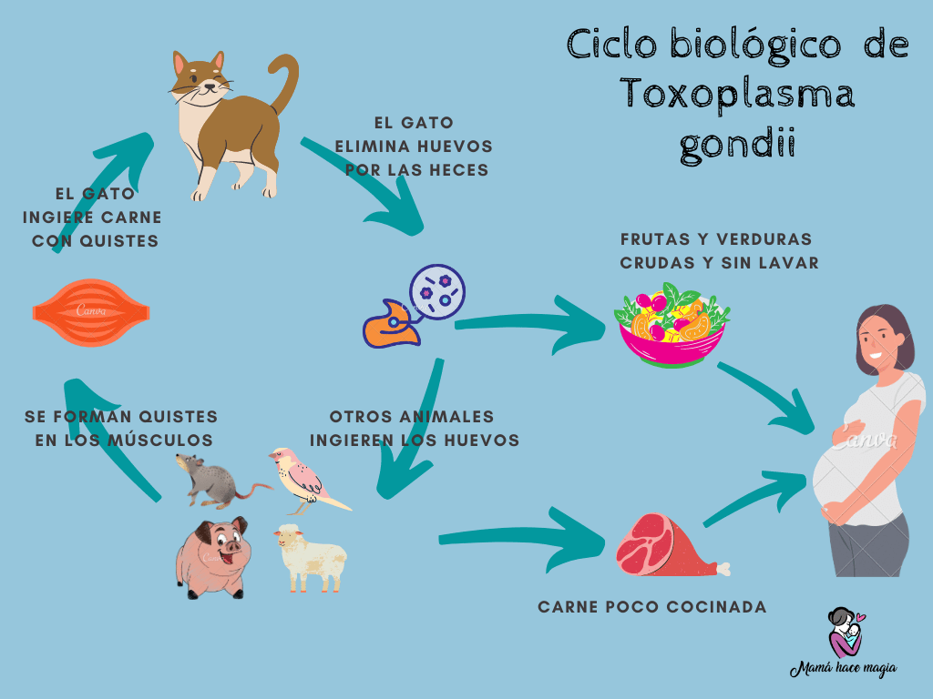 ciclo biologico toxoplasma