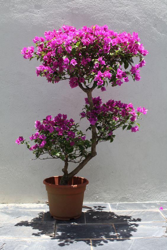 Cómo cultivar buganvillas en macetas y hacer que florezcan constantemente