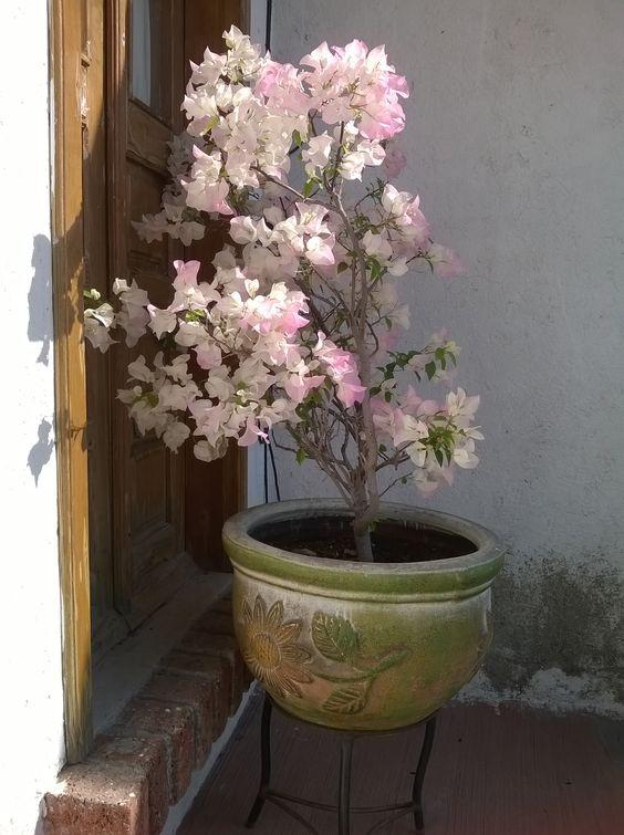 Cultivar buganvilla en maceta