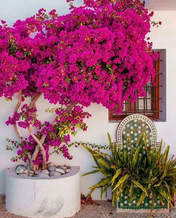 Características de las buganvillas en macetas