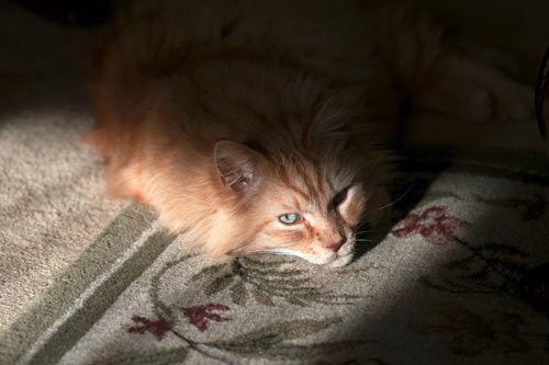 Causas comunes de ceguera en los gatos: identificación, prevención y cuidados