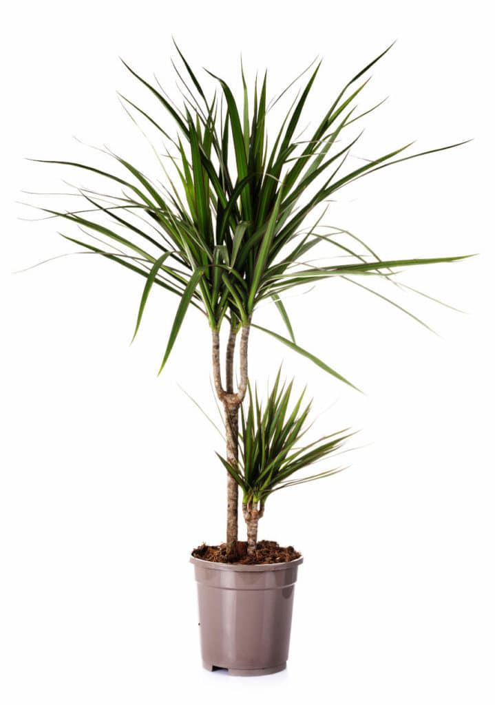 dracaena-in-studio-H3NZ5TW-719x1024