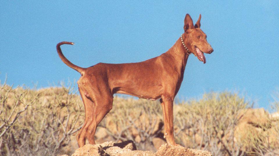 tipos de podenco