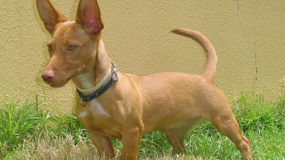 tipos de podenco