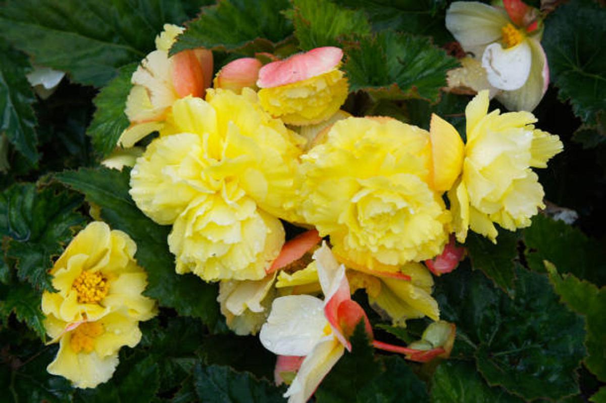 Plantas de sombra para cultivar en tu jardín 3