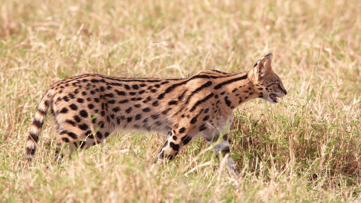 gato serval cazando