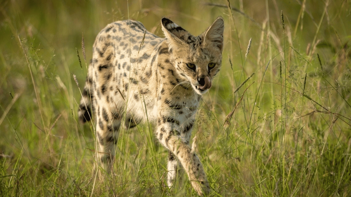 gato serval relamiendose