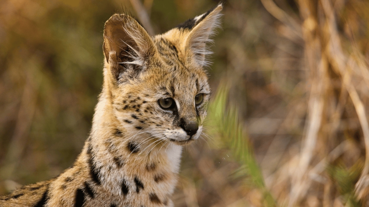 serval observando