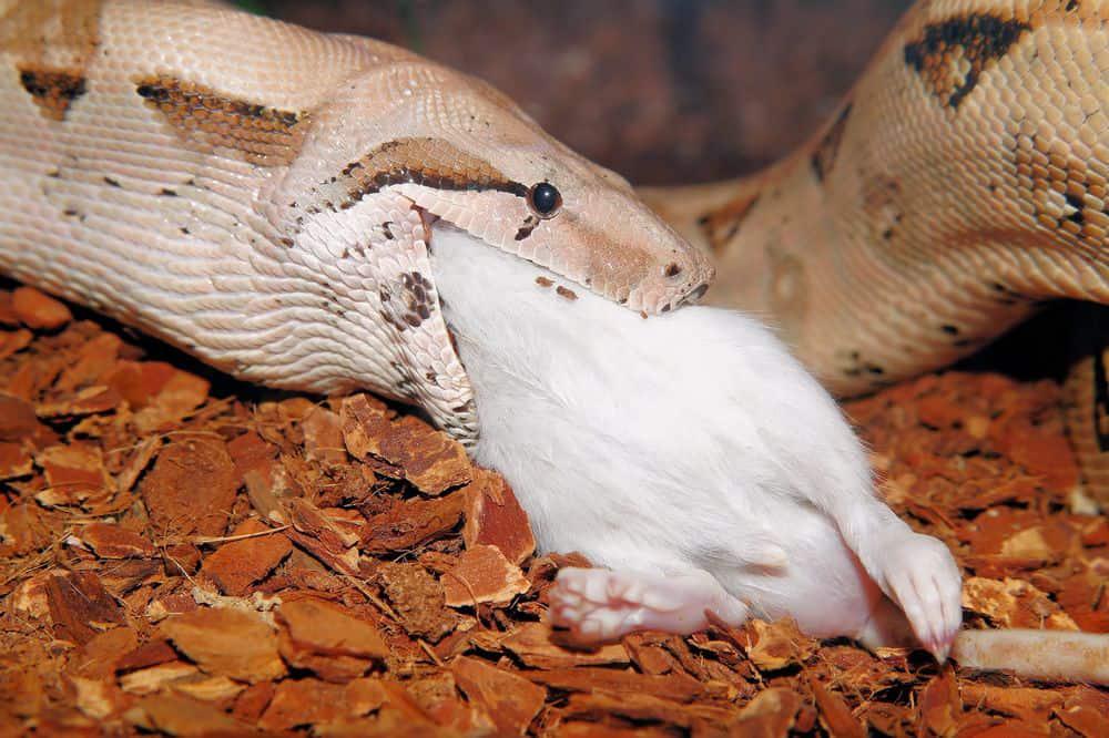 boa constrictor comer rata grande