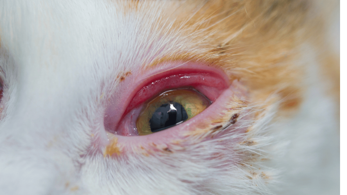 conjuntivitis en gatos